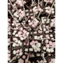 DOSETTE CHOCOLAT CHAUD